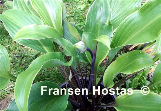 Hosta Hear No Evil